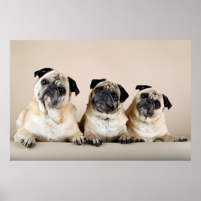 Póster Three Pugs In A Row (Frente)