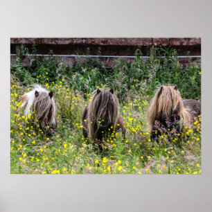 Póster Three Shetland pony stallions in a field Poster