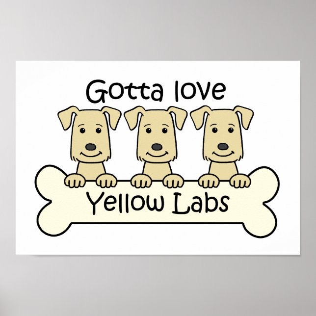 Póster Three Yellow Labs (Frente)