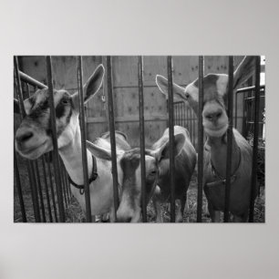 Póster ThreeAmigos