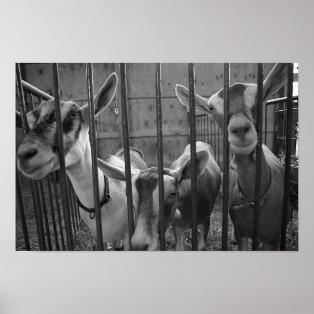 Póster ThreeAmigos (Frente)