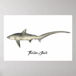 Póster Thresher Shark