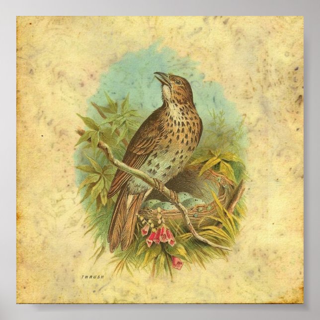 Póster Thrush Vintage (Frente)