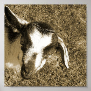 Póster Thumblina la cabra