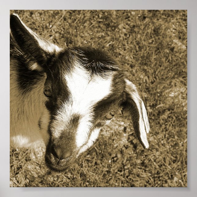 Póster Thumblina la cabra (Frente)