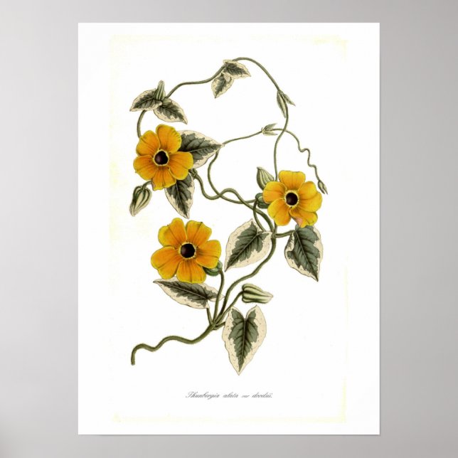 Póster Thunbergia alata (Frente)