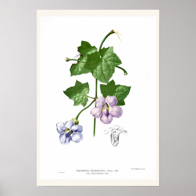 Póster Thunbergia grandiflora (Frente)