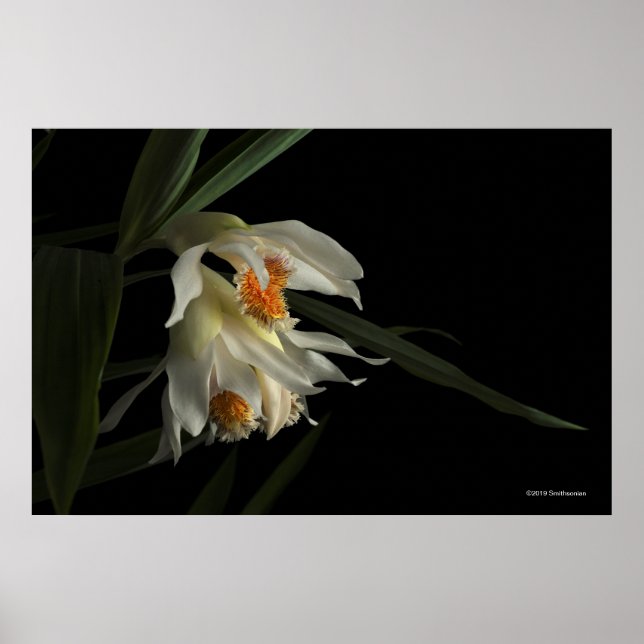 Póster Thunia Marshalliana (Frente)