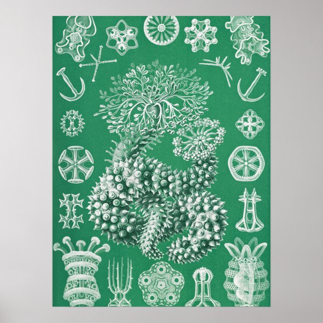 Póster Thuroidea Gurkensterne de Ernst Haecke (Frente)