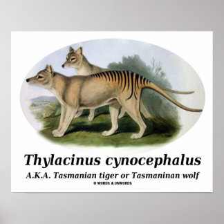 Póster Thylacinus cynocephalus (tigre o lobo de Tasmania)
