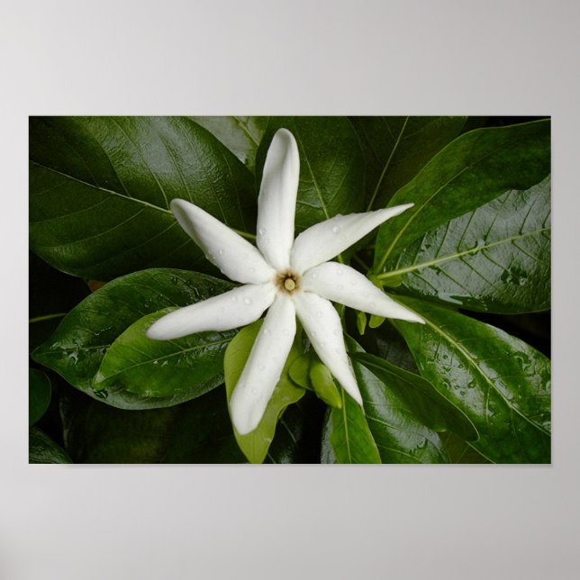 Póster Tiare Blossom (Frente)