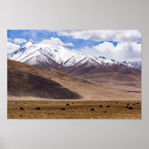 Póster Tibet - Mountain landscape with yaks