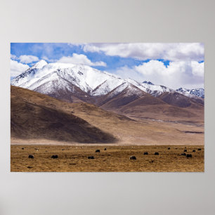 Póster Tibet - Mountain landscape with yaks