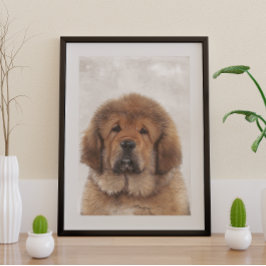 Poster Tibetano Mastiff