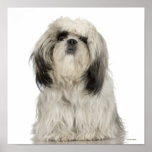 Póster Tibetano Terrier Puppy