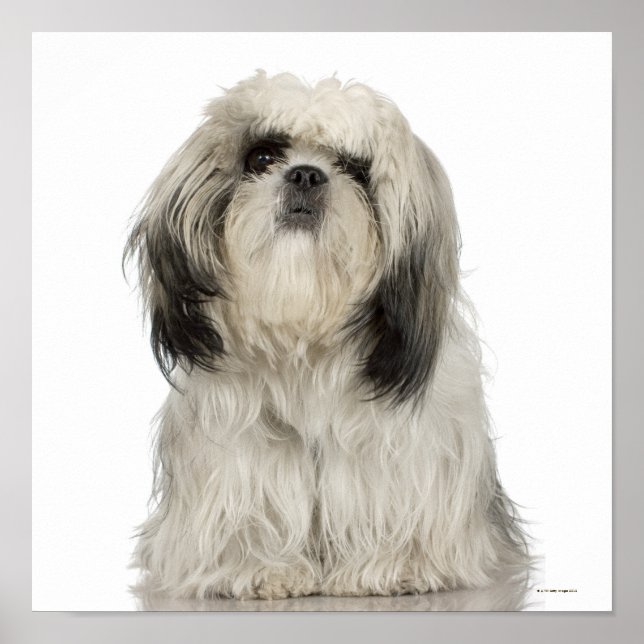 Póster Tibetano Terrier Puppy (Frente)
