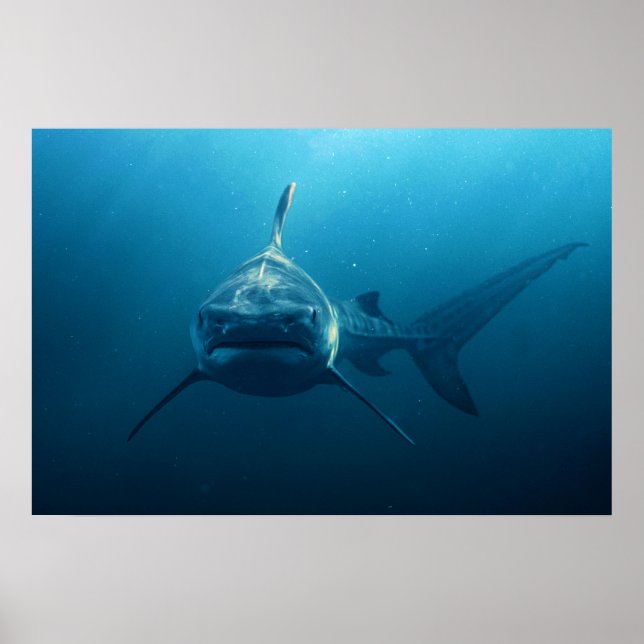 Póster Tiburón bajo el agua (Frente)