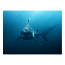 Tiburón bajo el agua