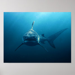 Póster Tiburón bajo el agua