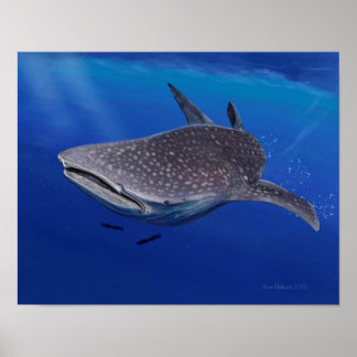 Póster Tiburón ballena