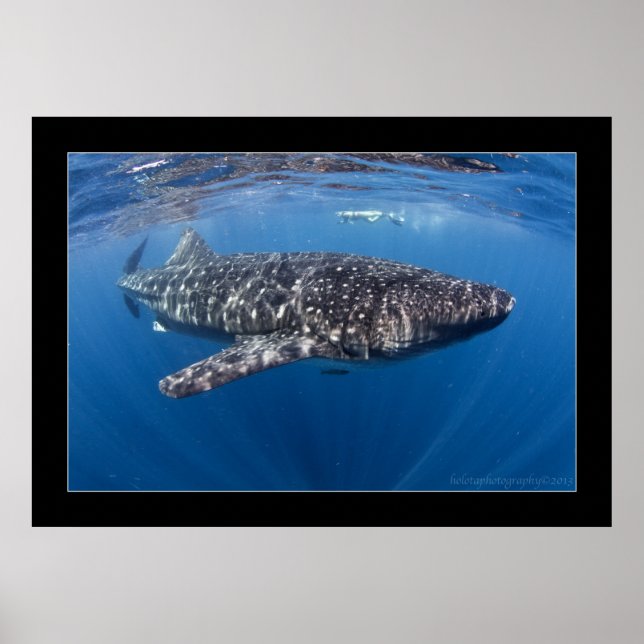 Póster Tiburón ballena #5 (Frente)