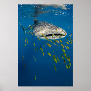 Póster Tiburón ballena con peces, Indonesia