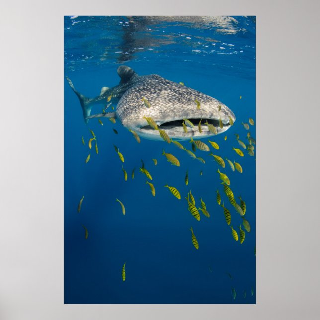Póster Tiburón ballena con peces, Indonesia (Frente)