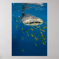 Tiburón ballena con pescado, Indonesia