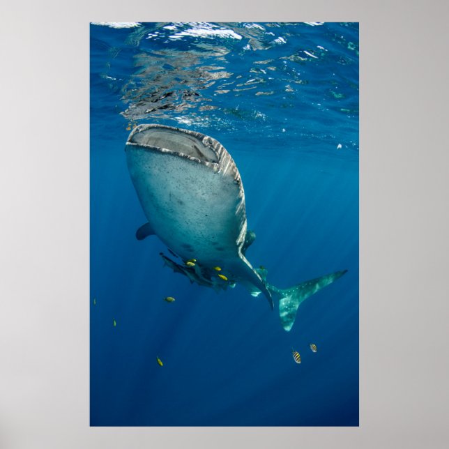 Póster Tiburón Ballena y Pez (Frente)