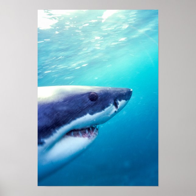 Póster Tiburón Blanco | Sudáfrica (Frente)