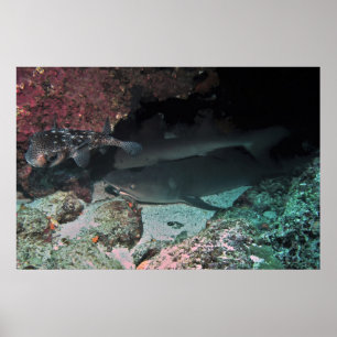 Póster Tiburón de arrecife de punta blanca y puffer
