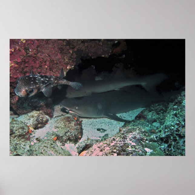 Póster Tiburón de arrecife de punta blanca y puffer (Frente)