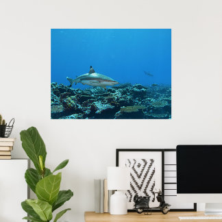 Póster Tiburón de arrecife de punta negra en el arrecife