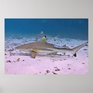 Póster Tiburón de arrecife de punta negra en las planchas