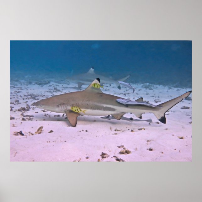 Póster Tiburón de arrecife de punta negra en las planchas (Frente)