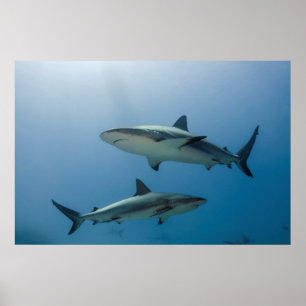 Póster Tiburón de arrecife del Caribe