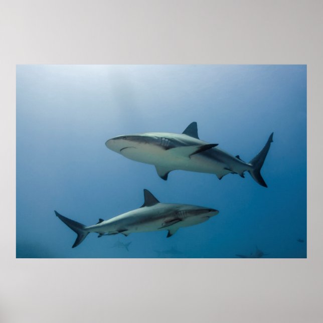 Póster Tiburón de arrecife del Caribe (Frente)