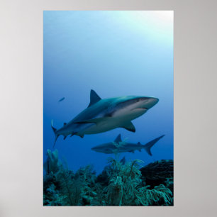 Póster Tiburón de Arrecife del Caribe Jardines de la Rein