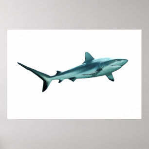Póster Tiburón de arrecife - Diseño abstracto - Recortado