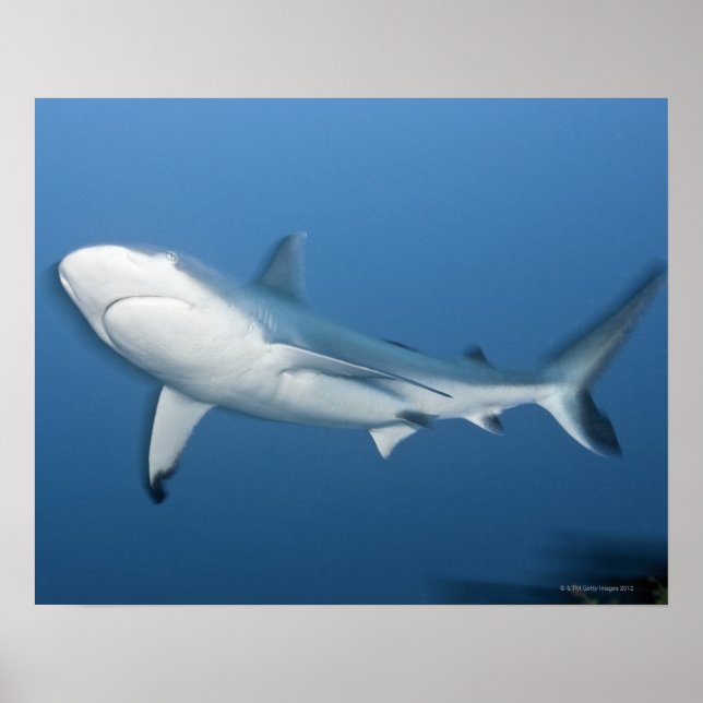 Póster Tiburón de arrecife gris (Carcharhinus amblyrhynch (Frente)
