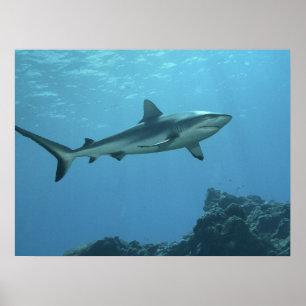 Póster Tiburón de arrecife gris en el arrecife de coral d