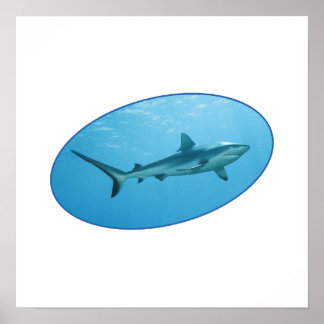 Póster Tiburón de arrecife gris, isla Yap - Diseño fotogr