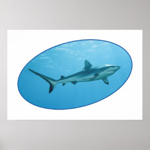 Póster Tiburón de arrecife gris, isla Yap - Diseño fotogr