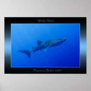 Póster Tiburón de ballena