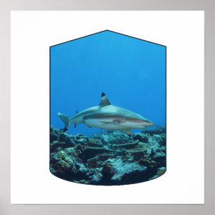 Póster Tiburón de punta negra, Isla Yap - Diseño fotográf