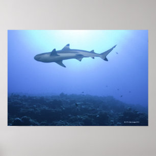 Póster Tiburón en el océano, vista de ángulo bajo