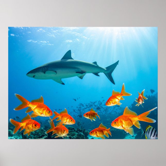 Póster Tiburón entre peces dorados (Frente)
