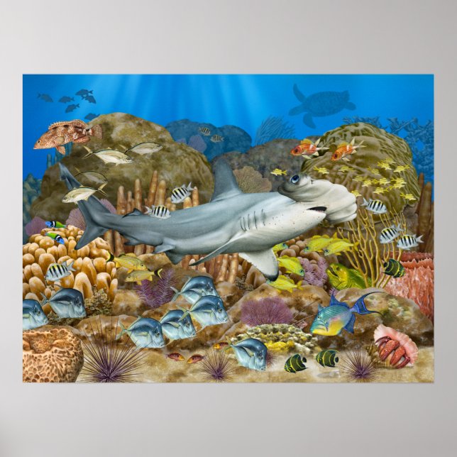 Póster Tiburón martillo sobre arrecife de coral (Frente)