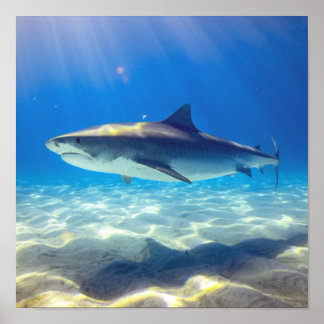 Póster Tiburón nadando Agua del Océano Azul