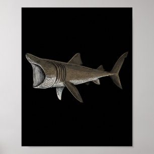 Póster Tiburón Peregrino